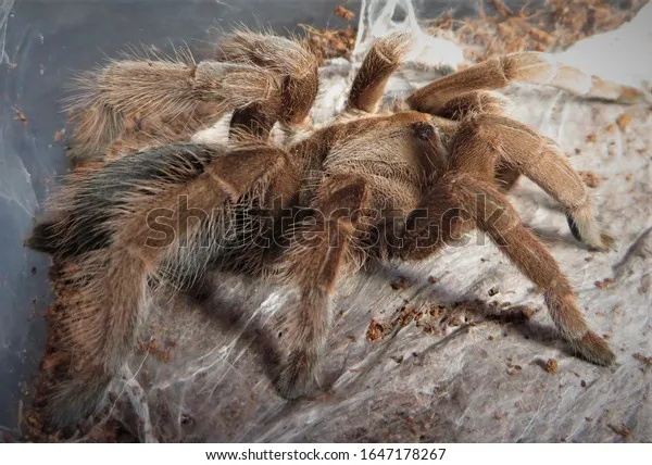 20969 tarantula care tips