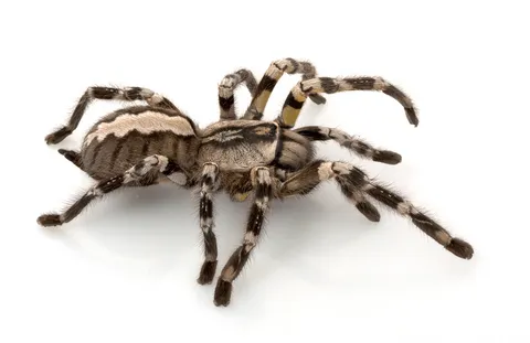 20969 tarantula colors