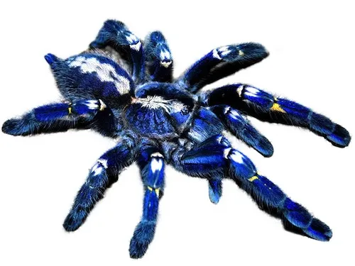 20969 tarantula feeding