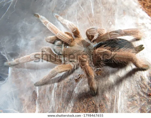 20969 tarantula habitat