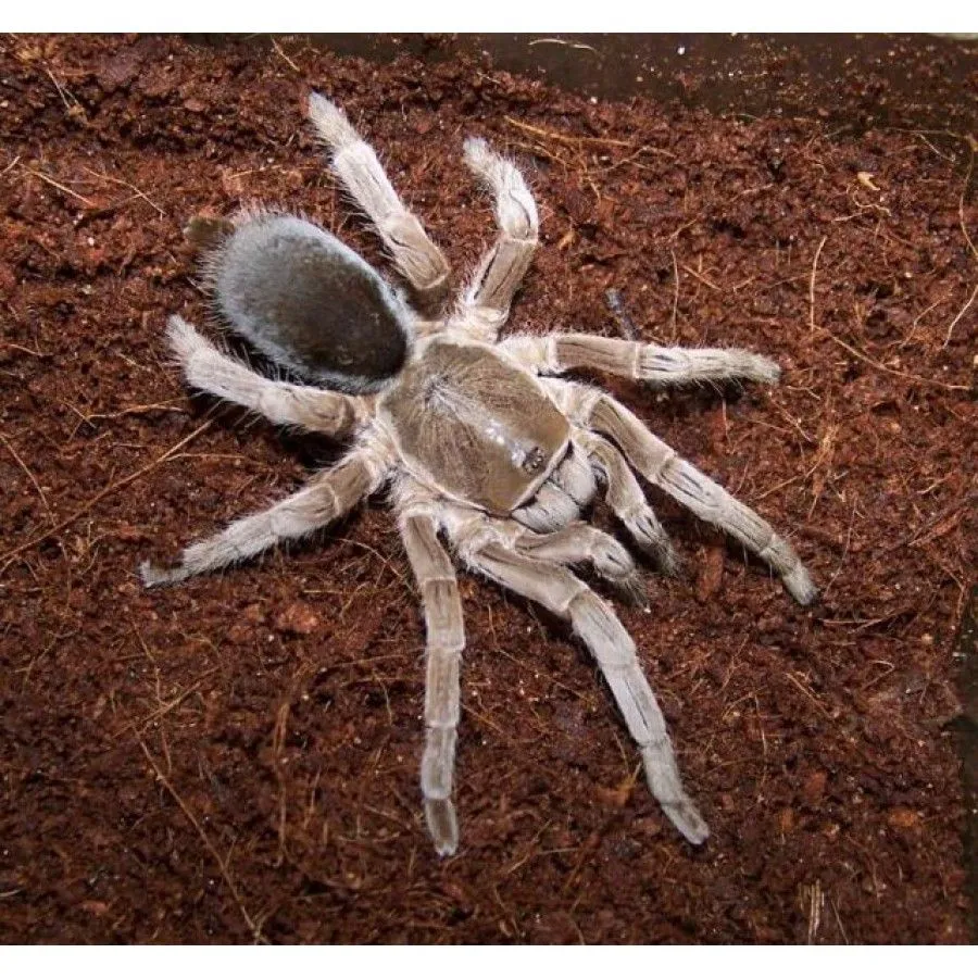 20969 tarantula handling