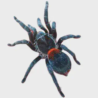 /img/20969-tarantula-sydney-store.webp