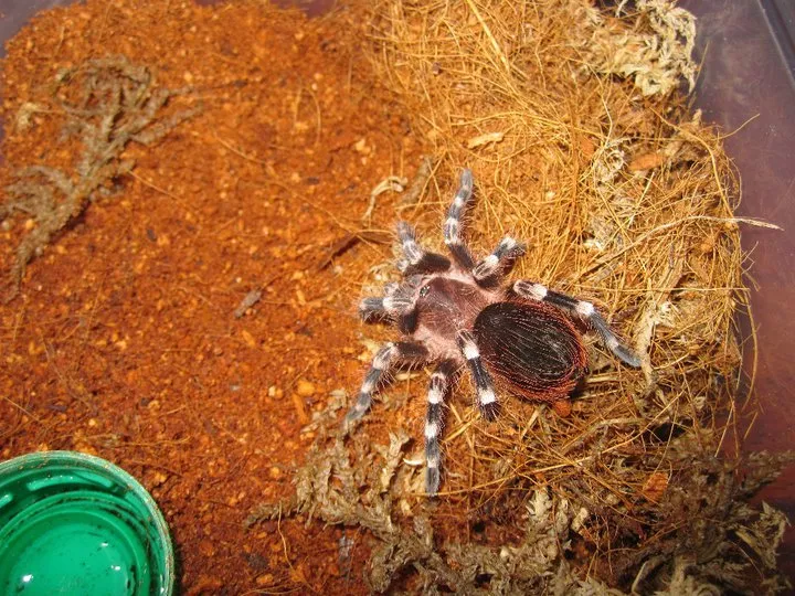 20969 tarantula types