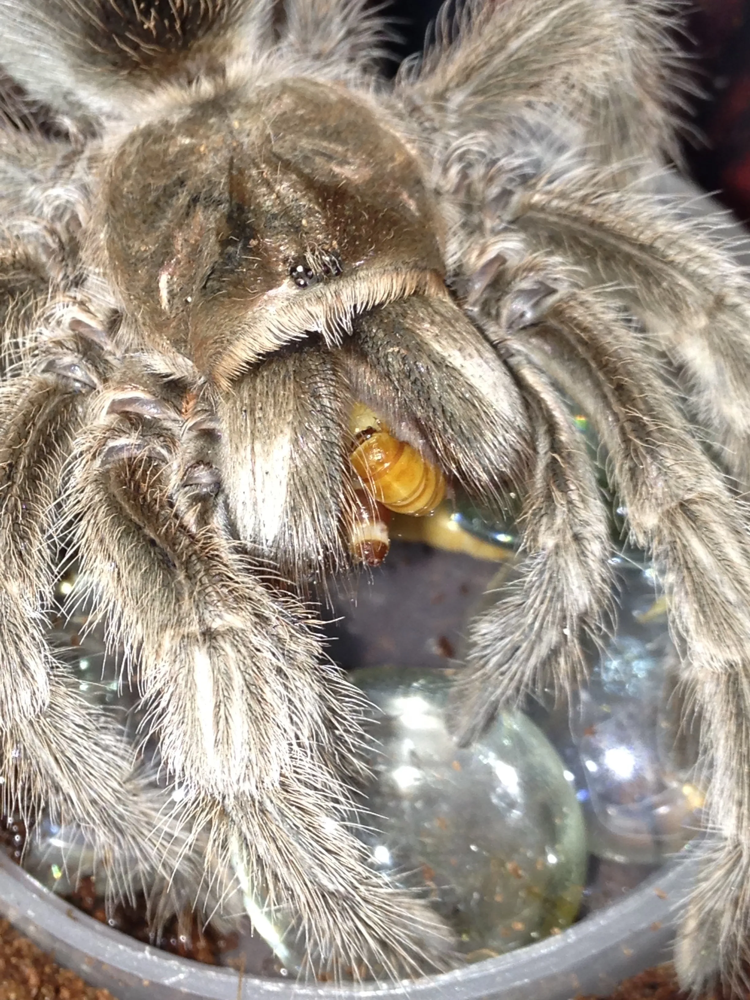 20971 g porteri tarantula enclosure