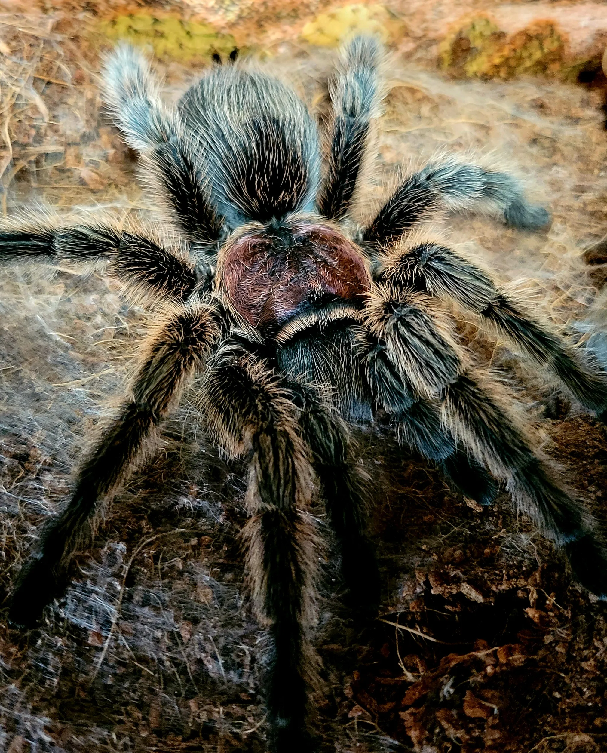 20971 g porteri tarantula feeding