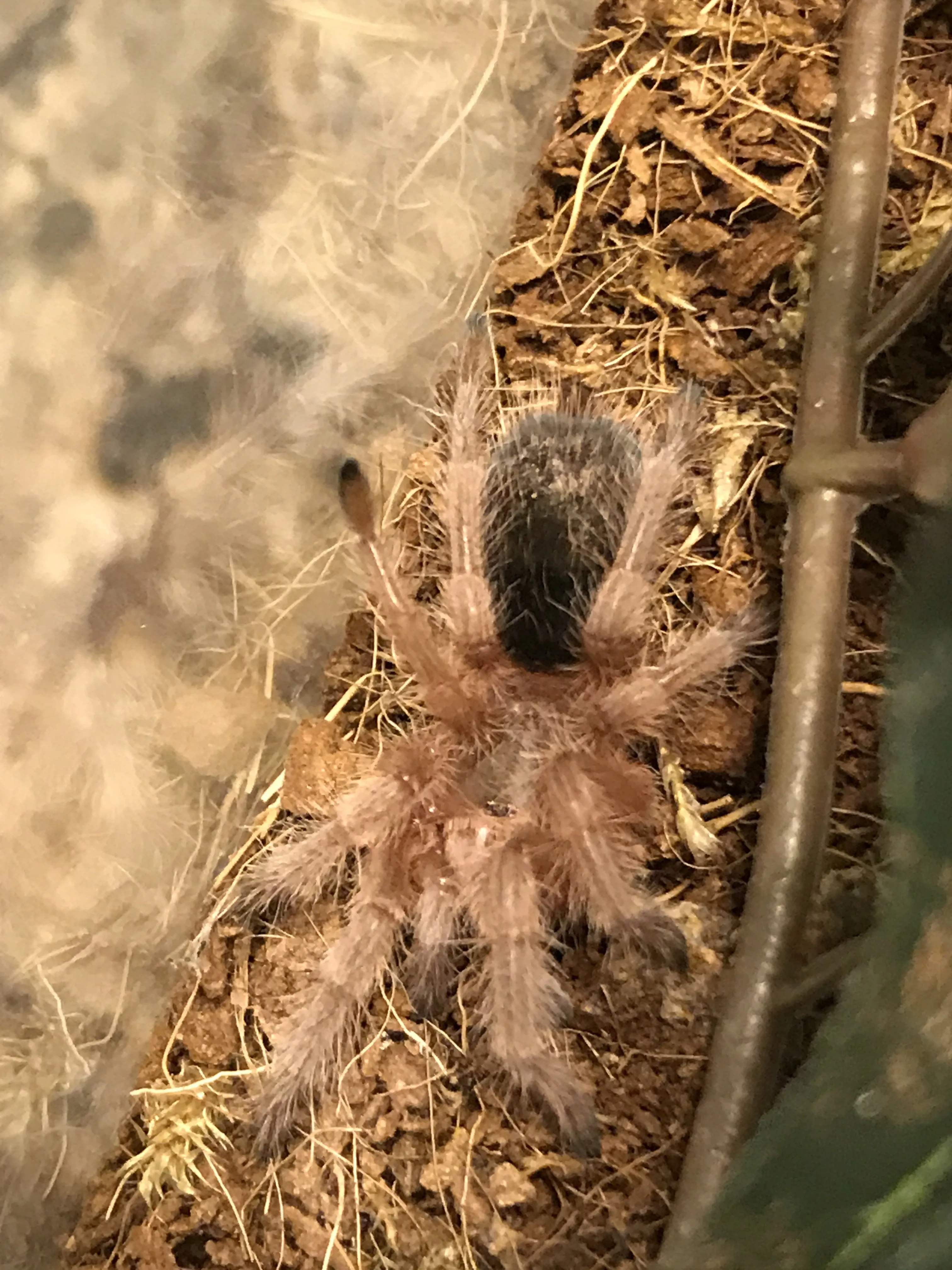 20971 g porteri tarantula handling