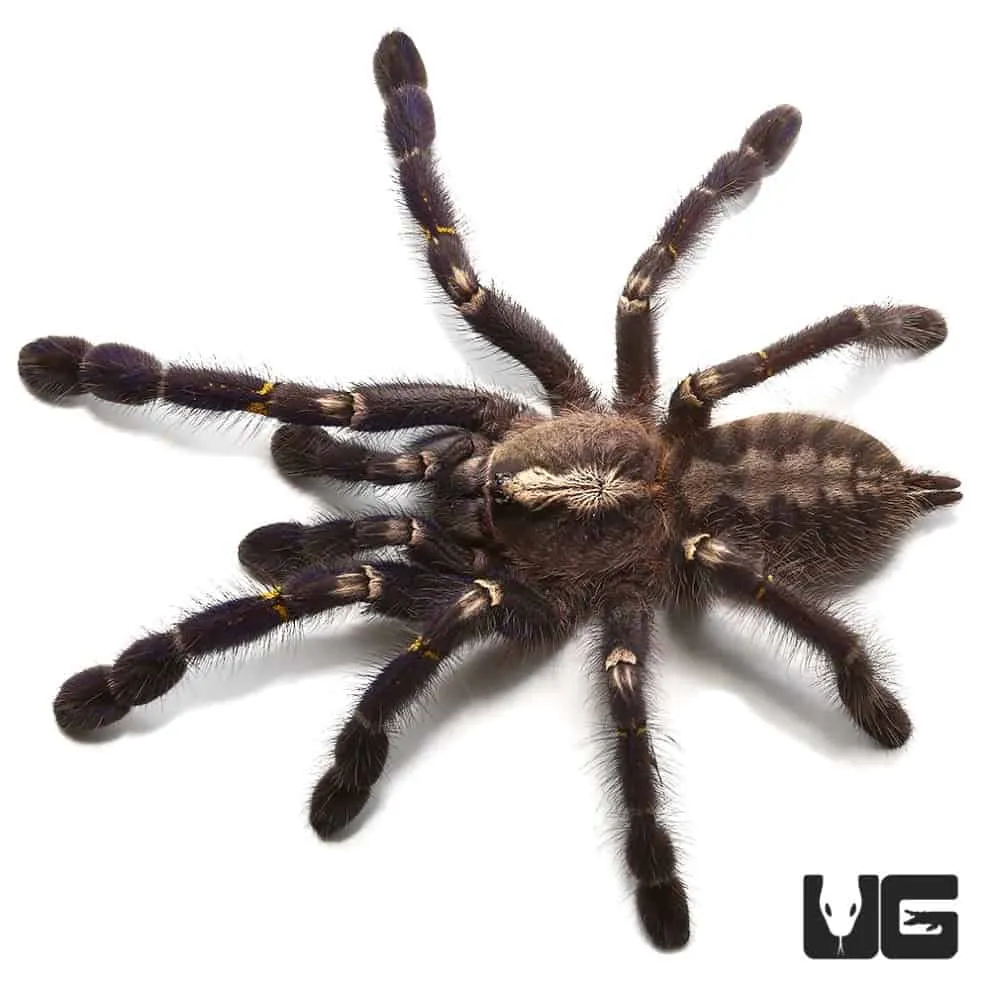 20971 g porteri tarantula health