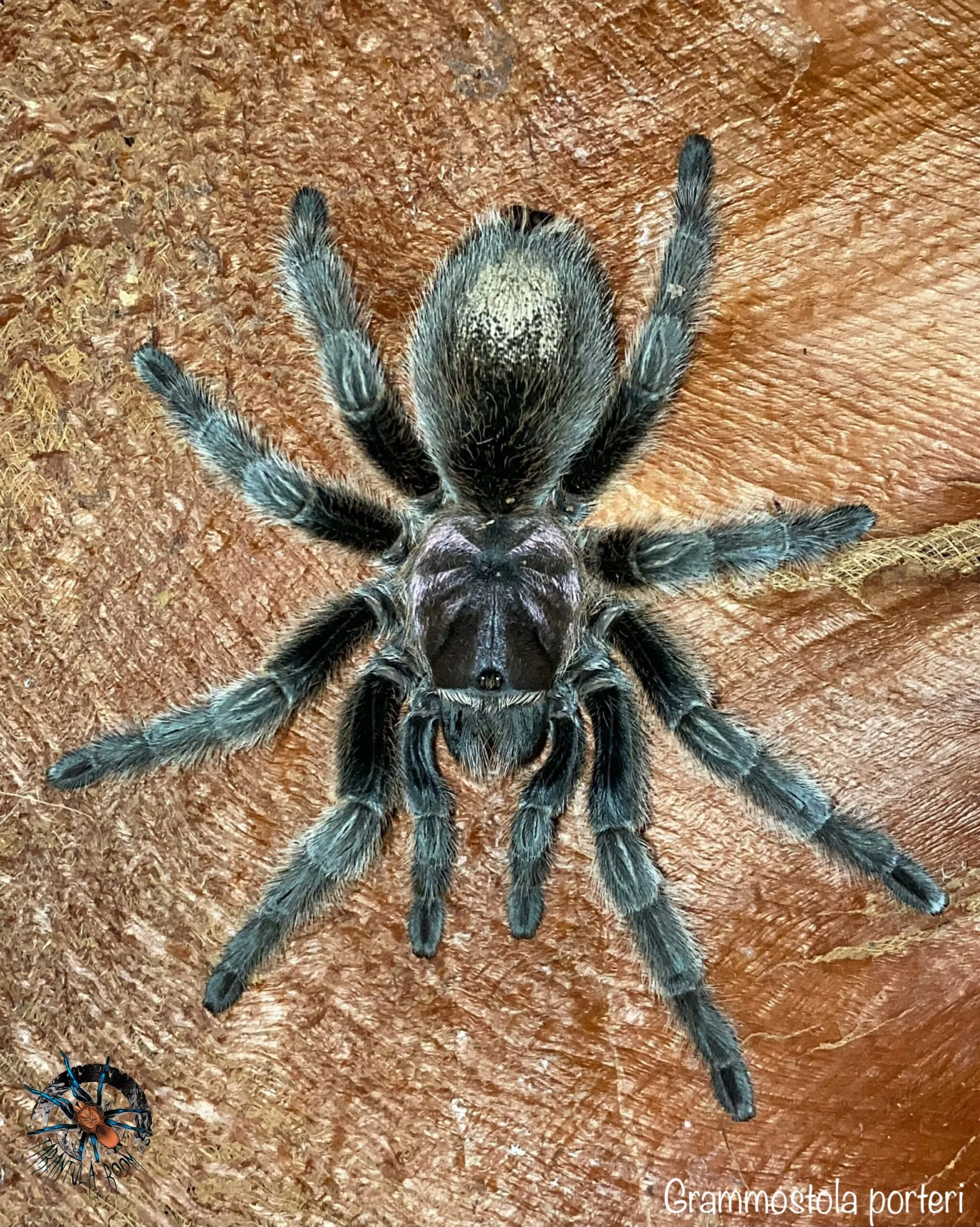 /img/20971-g-porteri-tarantula-size.webp