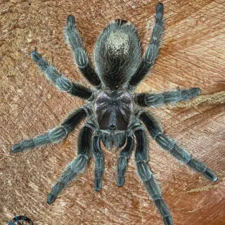 /img/20971-g-porteri-tarantula-size.webp