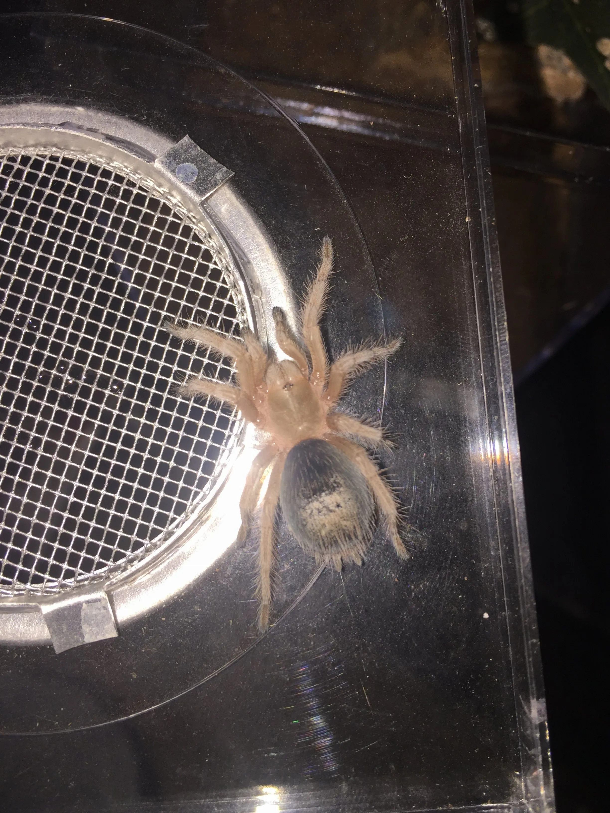 20971 g porteri tarantula substrate