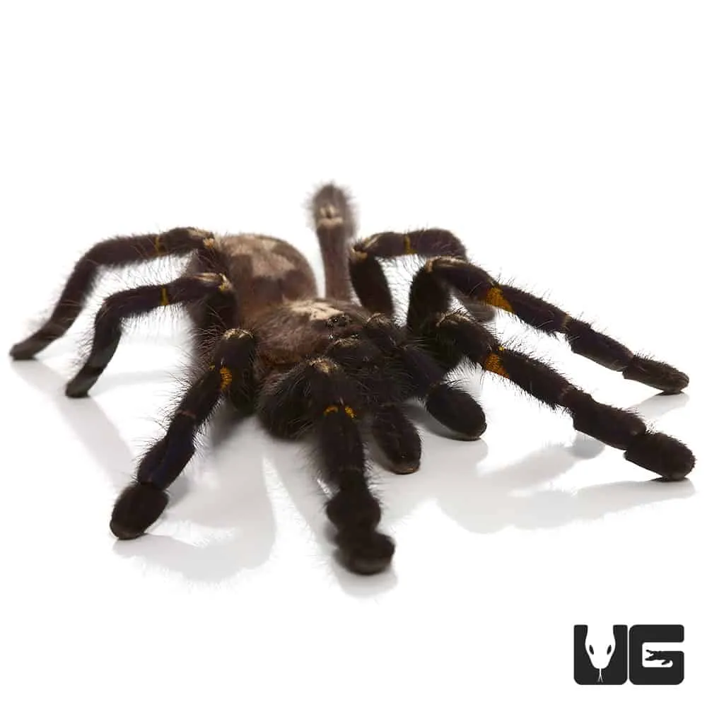 20971 g porteri tarantula watering