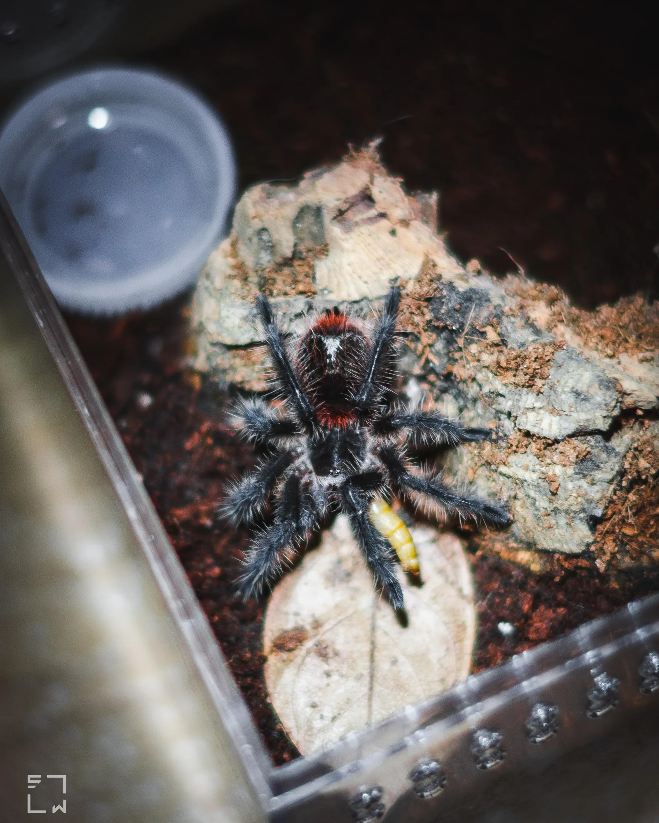 /img/20973-tarantula-enclosure-cleaning.webp
