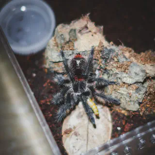 /img/20973-tarantula-enclosure-cleaning.webp