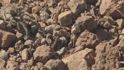 20973 tarantula feeding overview