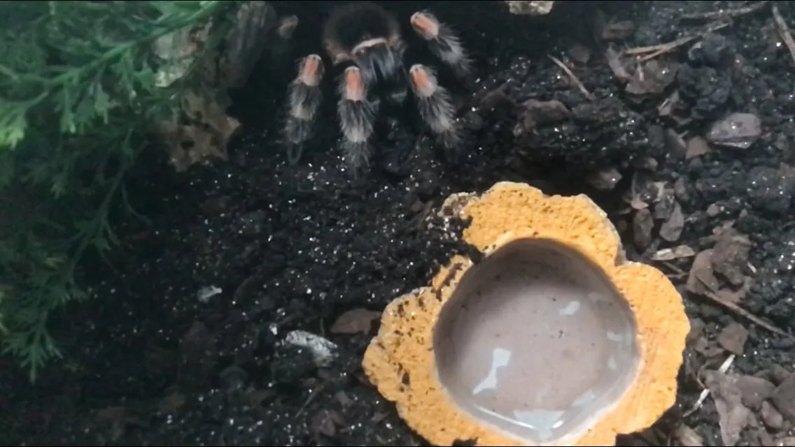 20973 tarantula prey selection