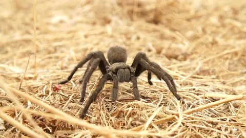 20973 tarantula strike