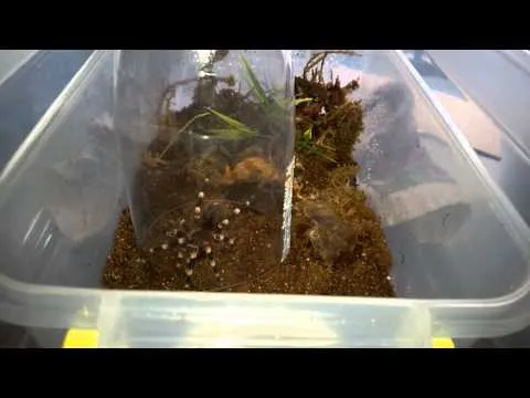 20974 tarantula rehousing feeding