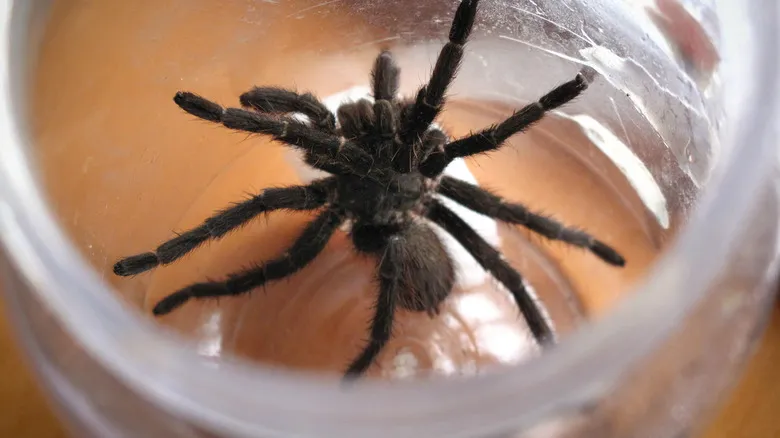 20974 tarantula rehousing moving spider
