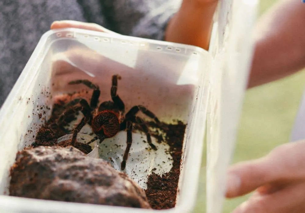 20974 tarantula rehousing new enclosure