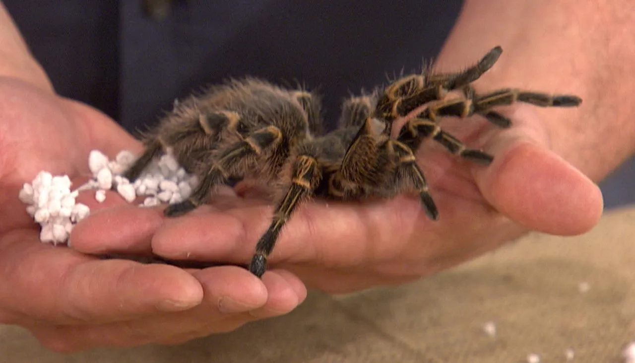 20974 tarantula rehousing setting up