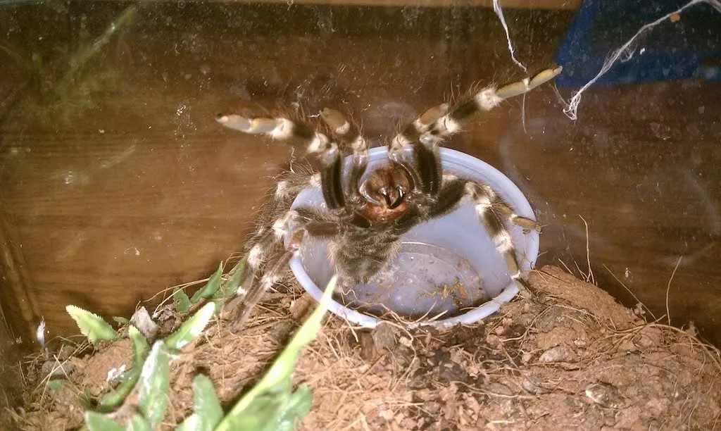 20974 tarantula rehousing supplies