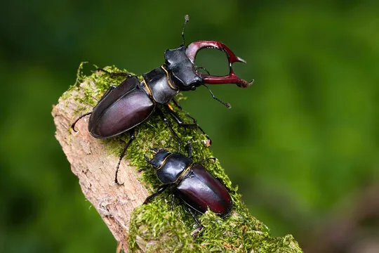 20976 stag beetle defense