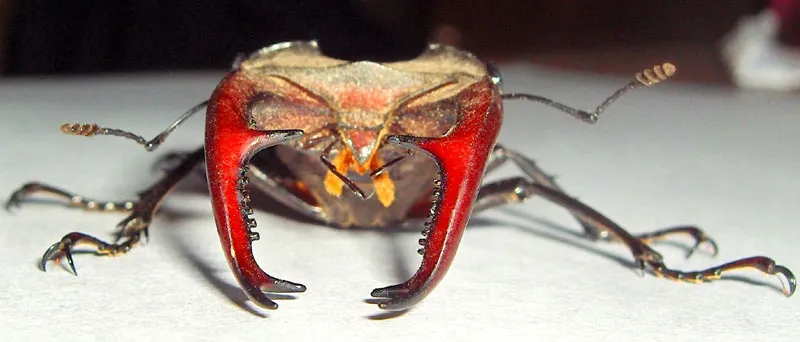 20976 stag beetle diet