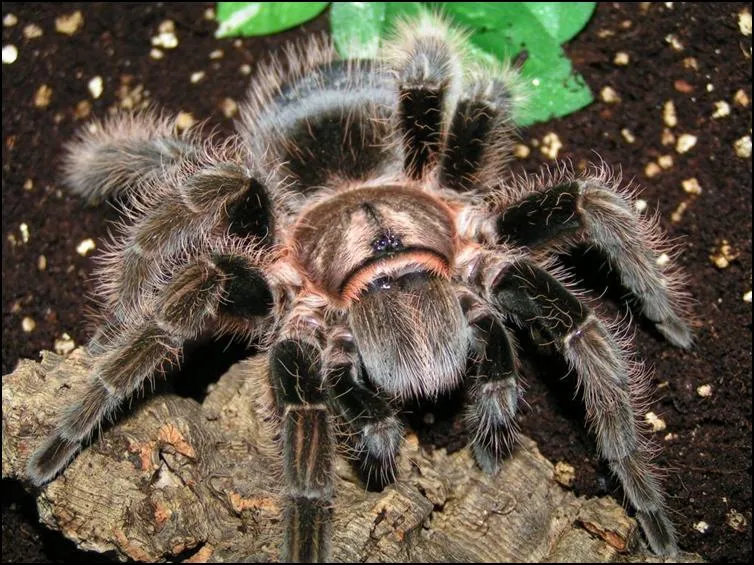 20978 curly hair tarantula handling