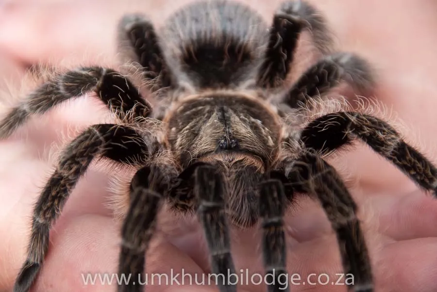 /img/20978-tarantula-health-check.webp