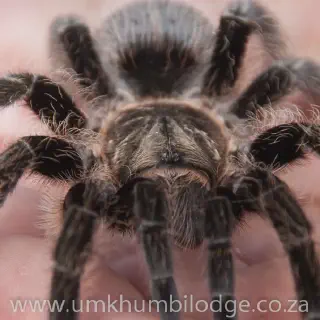 /img/20978-tarantula-health-check.webp