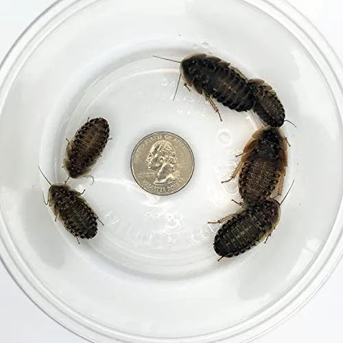 20978 tarantula molting