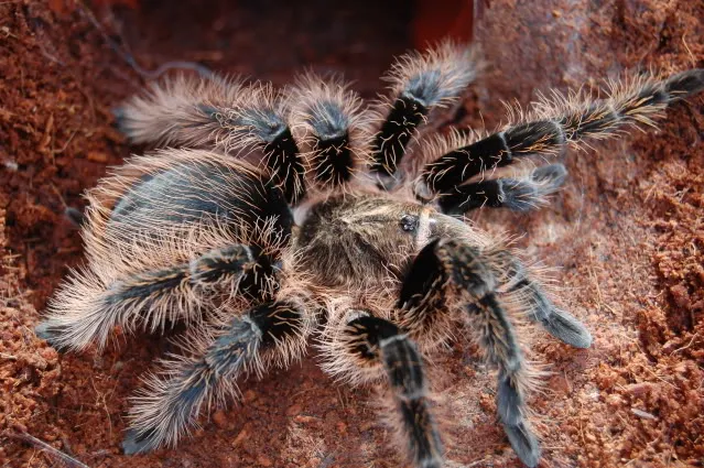 20978 tarantula water dish