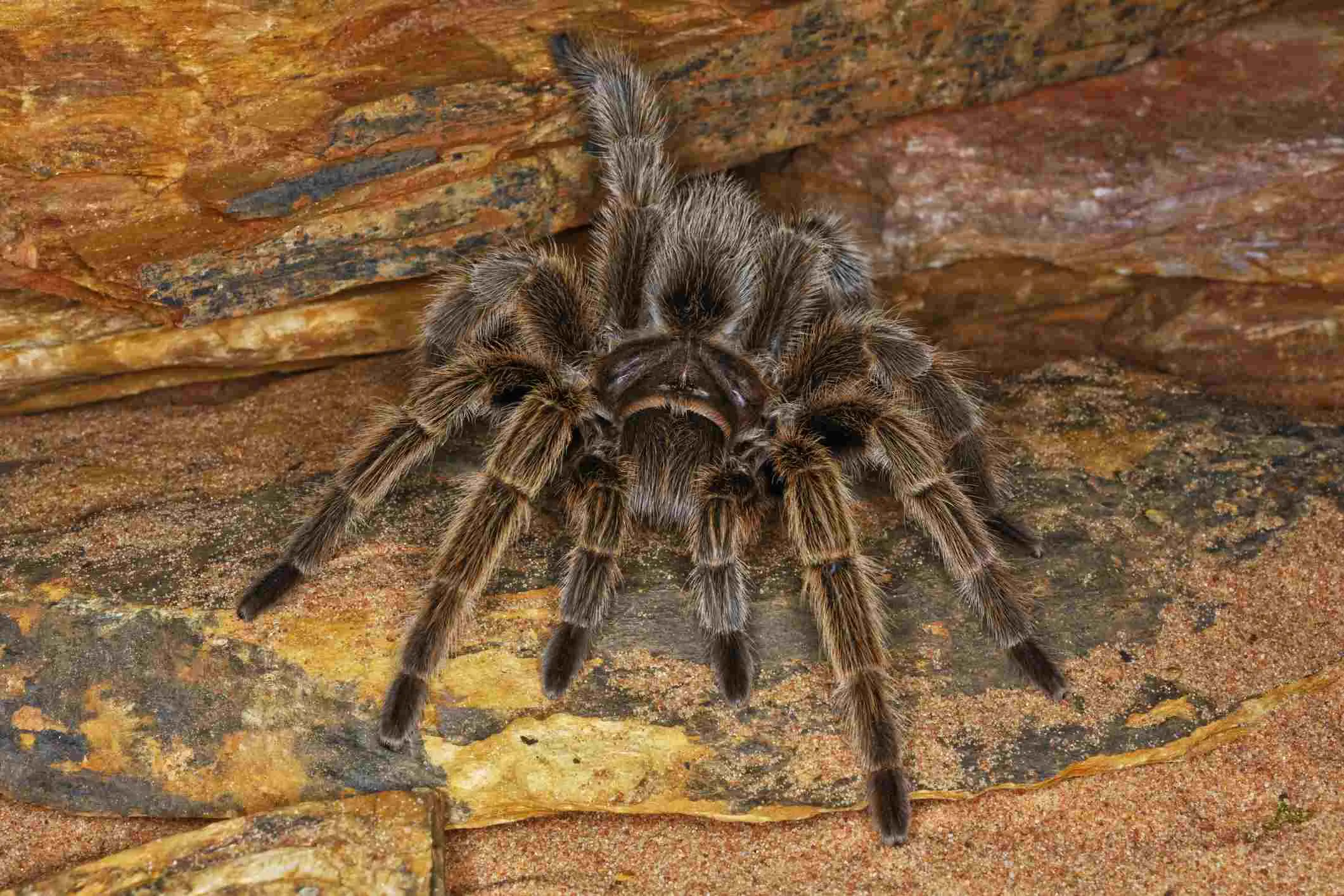 20979 antilles pinktoe tarantula