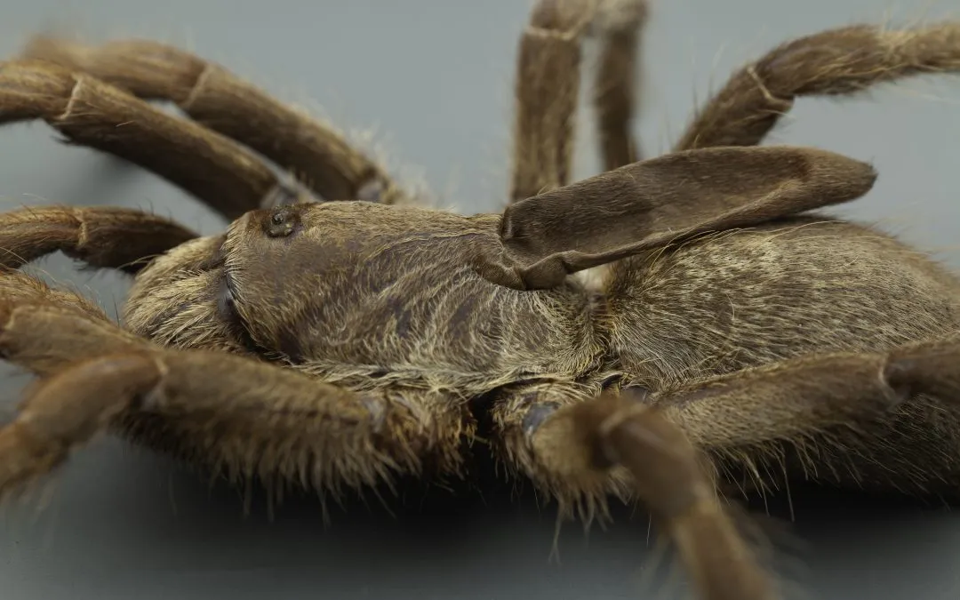 20979 caribena versicolor