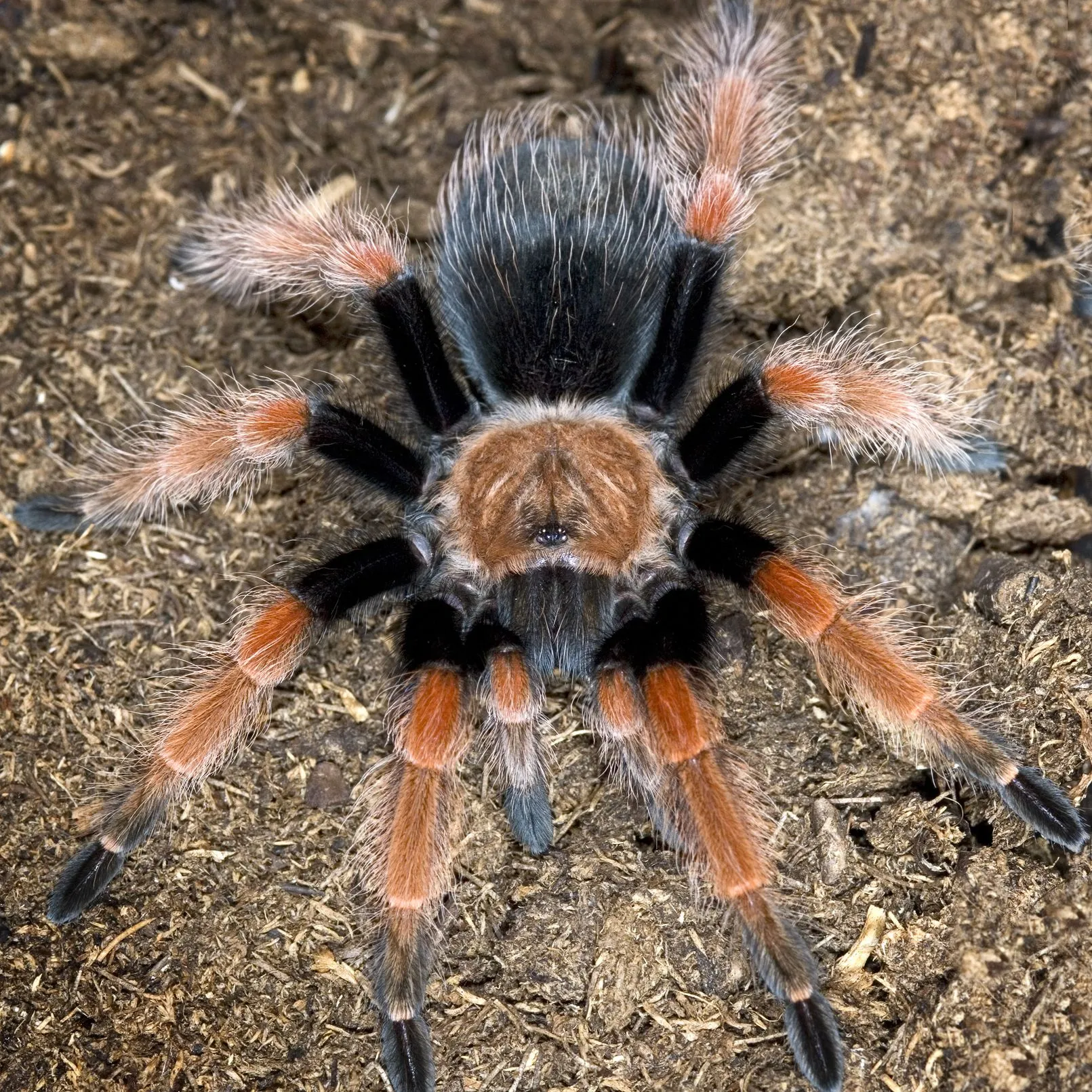 20979 green tarantula habitat