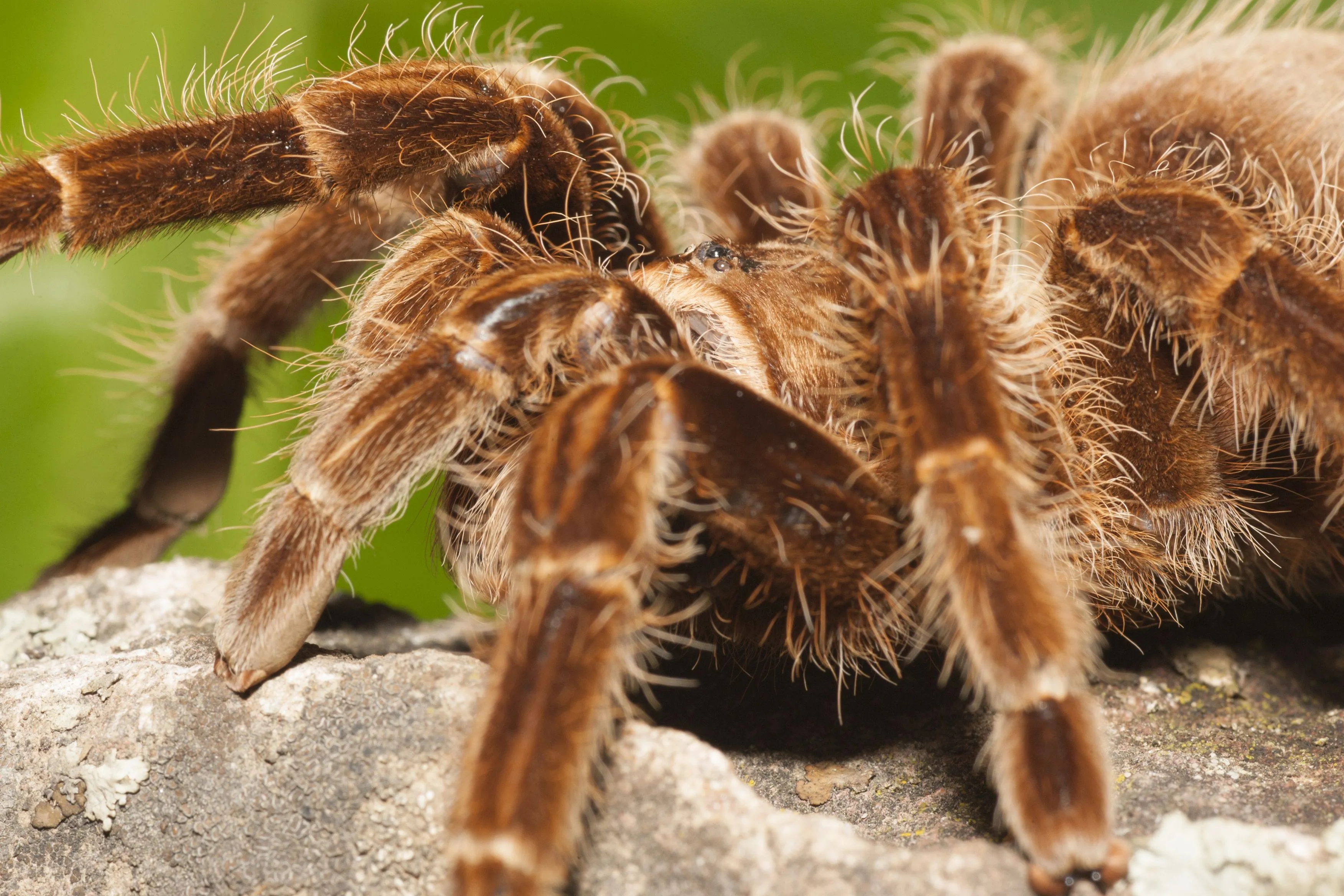 20979 versicolor tarantula