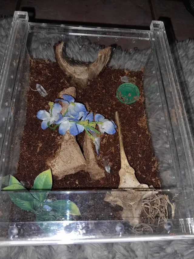 20980 tarantula sling abdomen