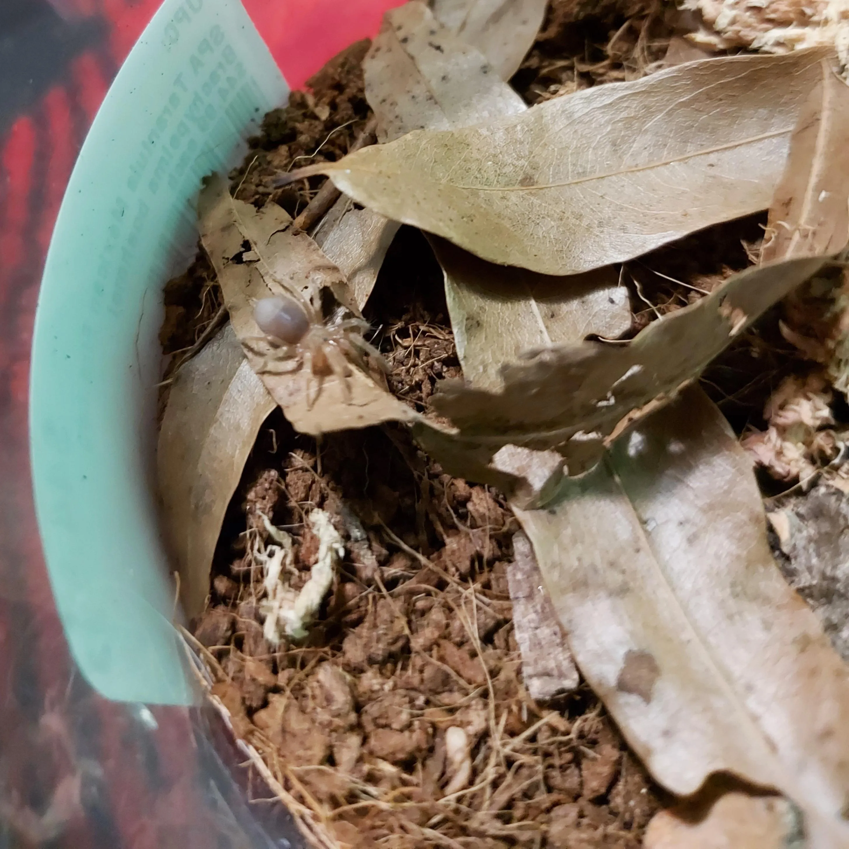 20980 tarantula sling enclosure