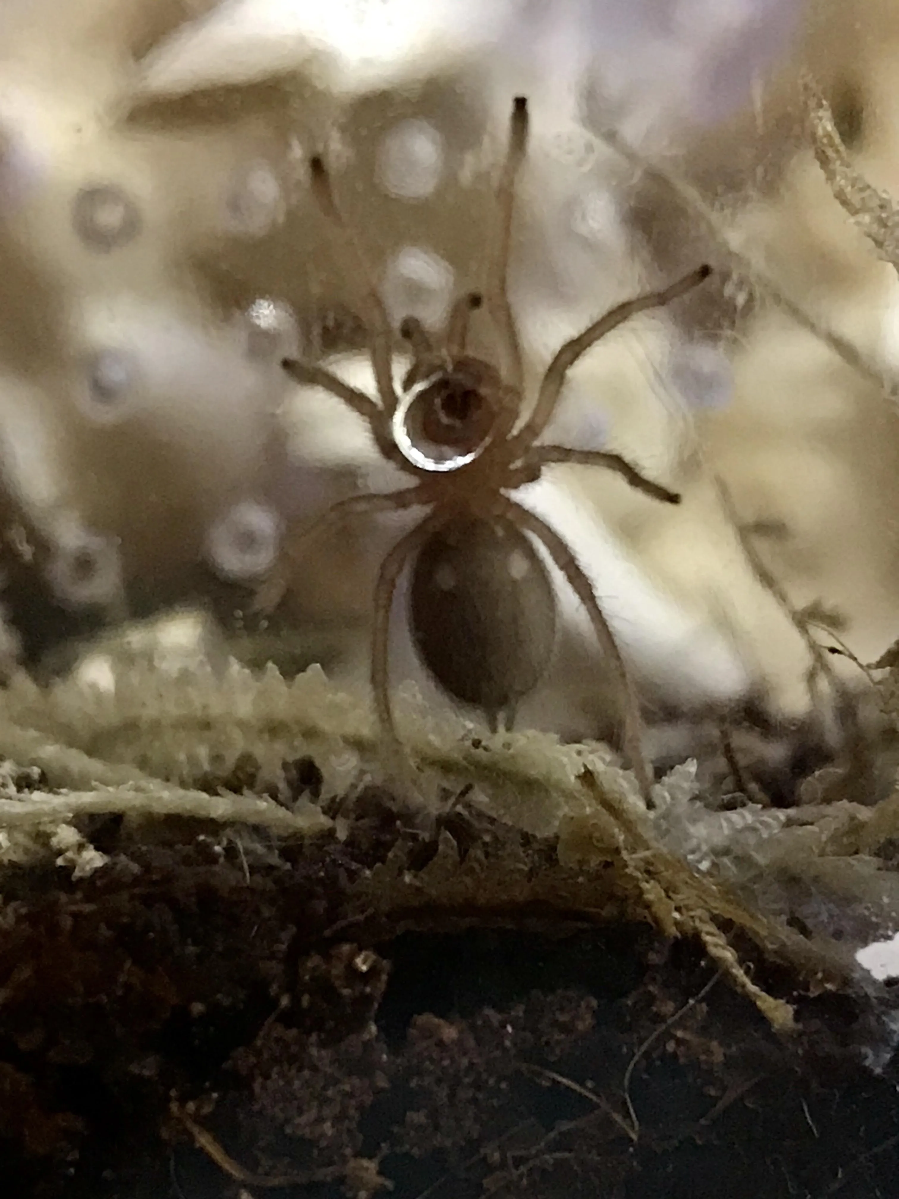 20980 tarantula sling meal