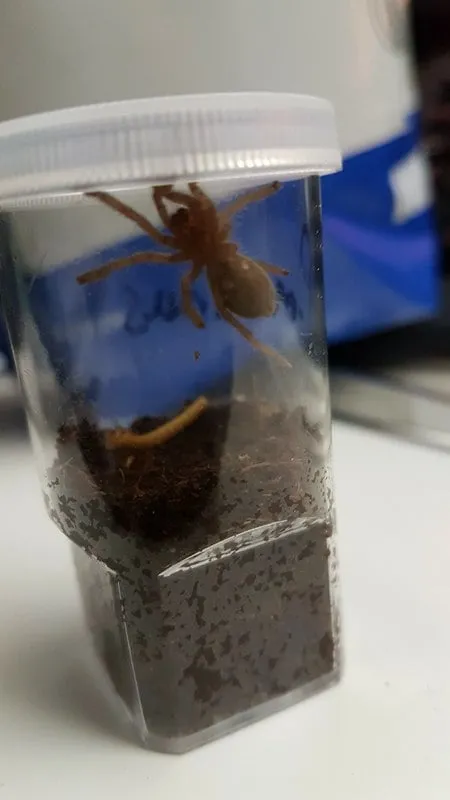 20980 tarantula sling molting