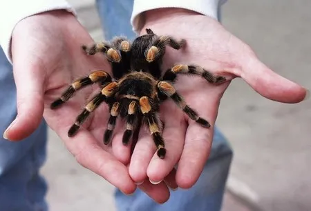 20981 choosing tarantula