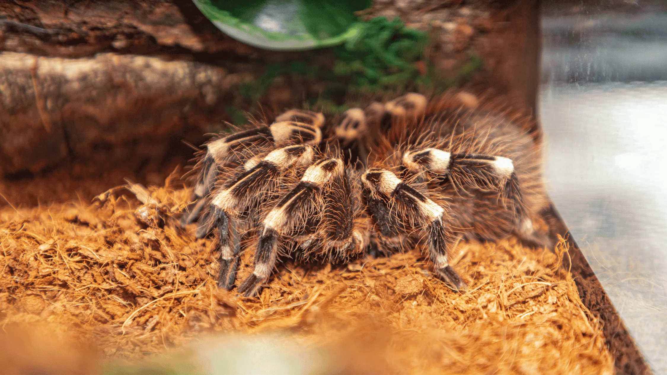 20981 feeding tarantula