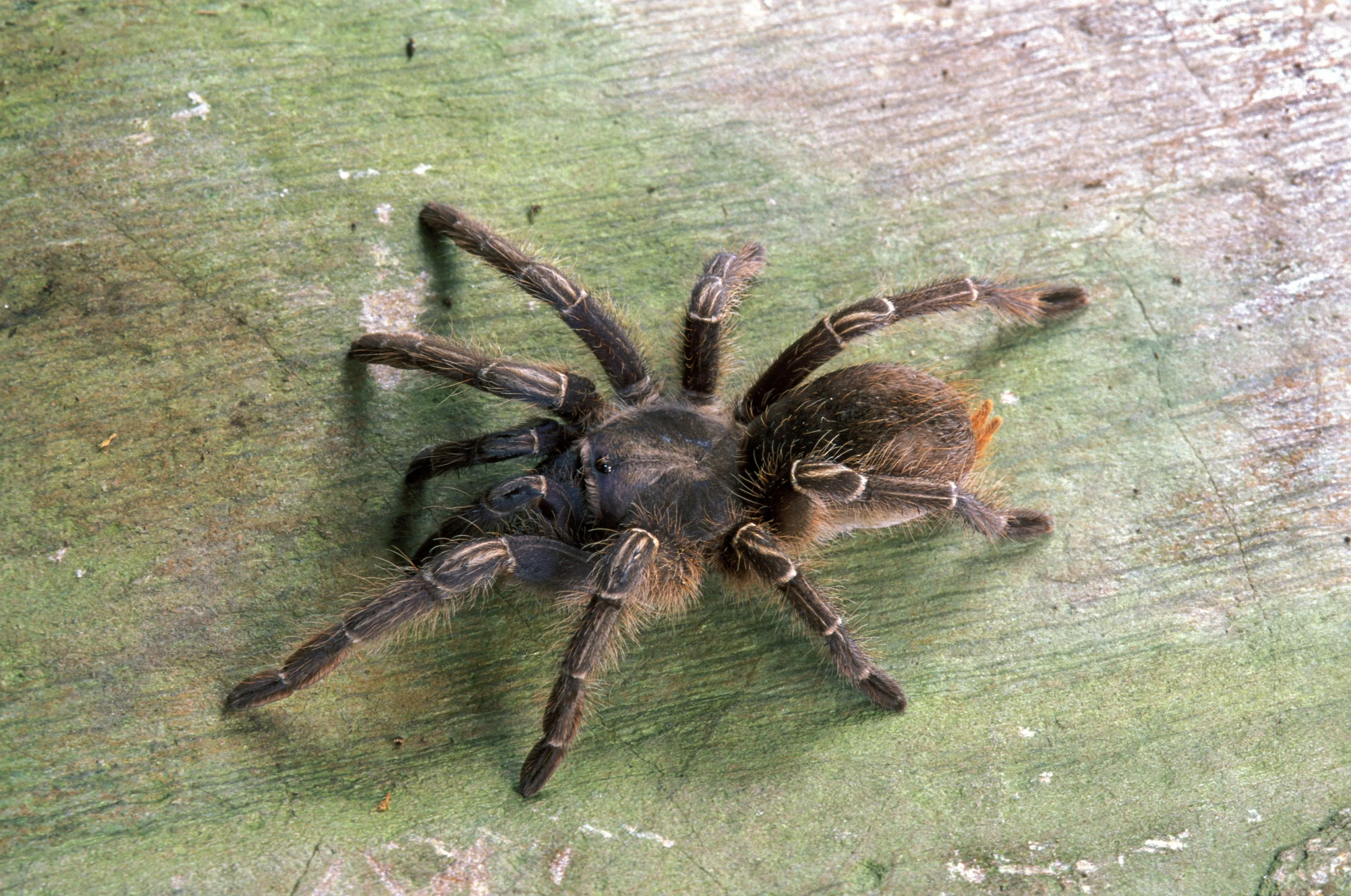 20981 handling tarantula