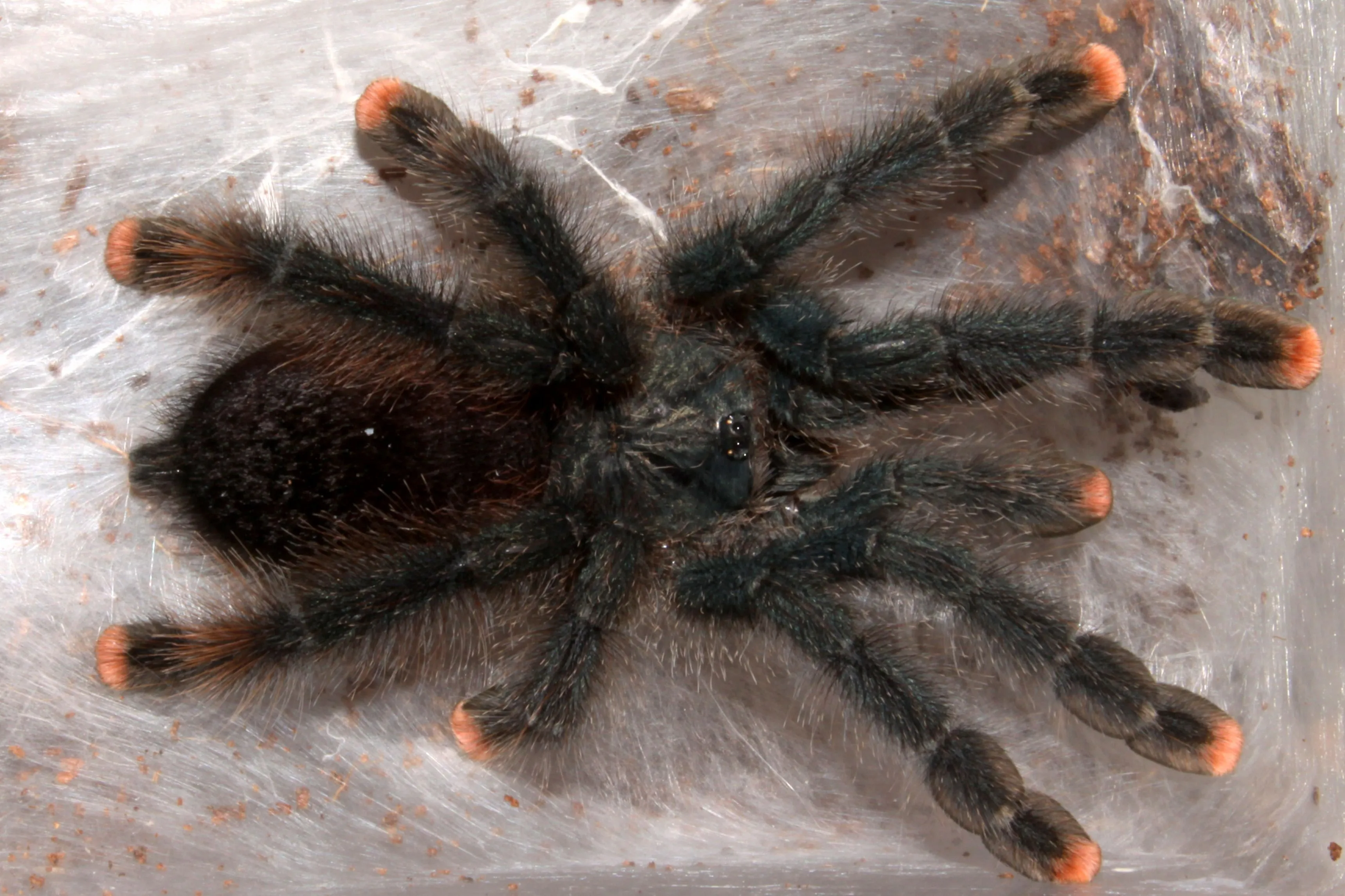 20981 tarantula health