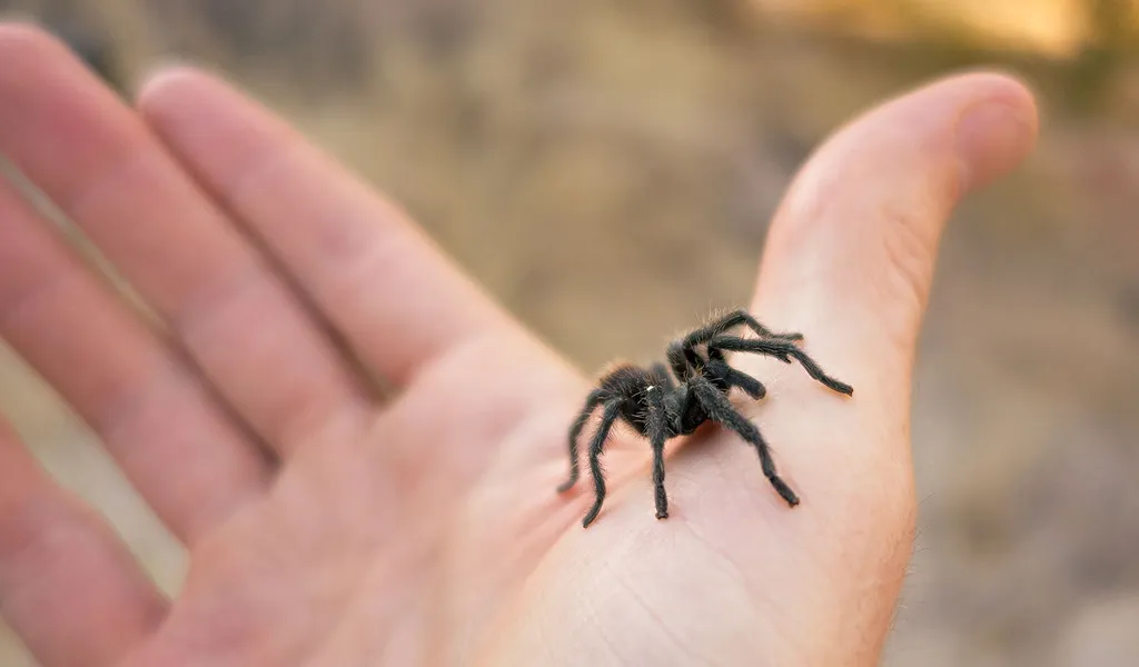 /img/20981-tarantula-pet-owner.webp
