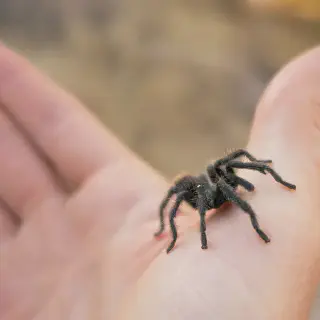 /img/20981-tarantula-pet-owner.webp