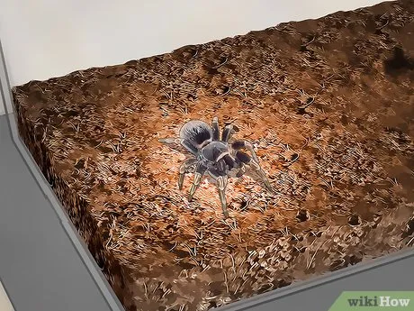 20981 tarantula species