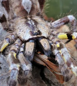 20984 tarantula bite infection