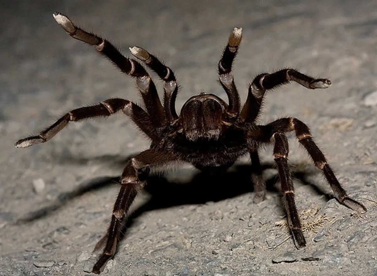 20984 tarantula biting