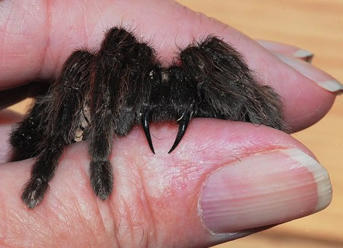 20984 tarantula closeup